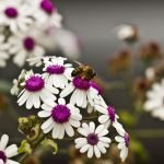 Slider_Bee_Flowers